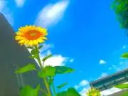 アオイの画像