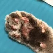 ネコノテの画像