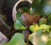 めゐ