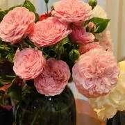 Whitby Abbey 激レアバラ 新品種 人気薔薇 切り花 メルカリ便 - メルカリ