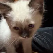 福ちゃん　プロフ必読の画像