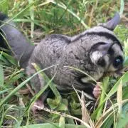 もも