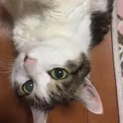 黒猫のミーちゃんの画像