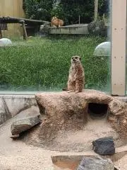 ふるりるの画像