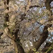 ピーターの画像