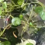 めだかの画像