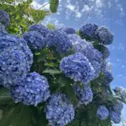 ·͜·ᰔᩚの画像