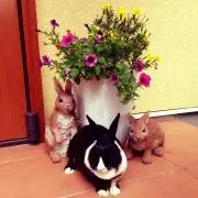 あんず。*♪ஐ⋆*の画像