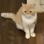 mey meyの画像