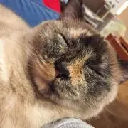 まなしー