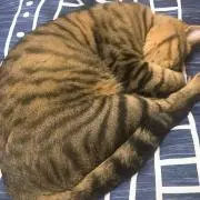 ちびの画像