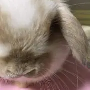 yukの画像