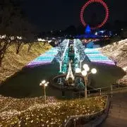 マツ