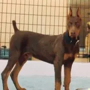 Zの画像