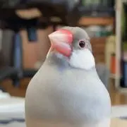 ぴーこの画像