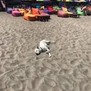 てんの画像