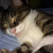 るーにゃんの画像
