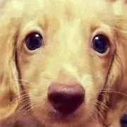 いゔの画像