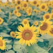 Flower:）