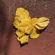 ややや☆プロフ必読の画像