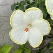 さつまさひろの画像
