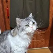 ゆぼ