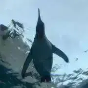 プロフ必読・ペンギンの画像