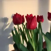 舞鈴の画像