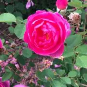 jasminの画像