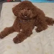 コト乃の画像