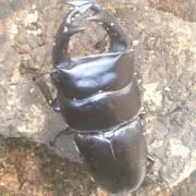 ゴリラの息子