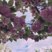 ミカの画像