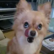 もっしゃりの画像