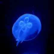 白砂