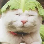 キャベシの画像