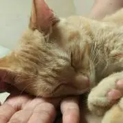 やじこ