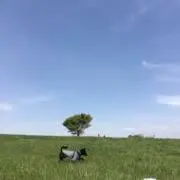 レオの画像