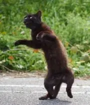 くろねこ：プロフご覧ください