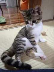a-ruo-の画像
