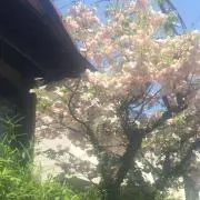 はるの画像