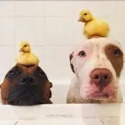 わさびの画像