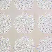 cocoの画像