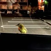さこ
