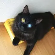 黒猫の画像