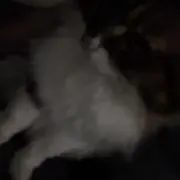 秋刀魚ザラ寿司