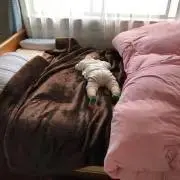 たいたいの画像