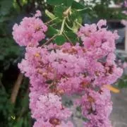 ponの画像