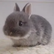 YURIの画像