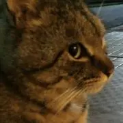 ふーの画像