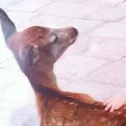 しか